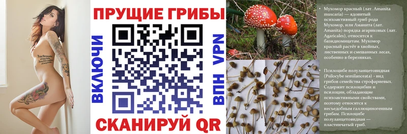 Псилоцибиновые грибы Psilocybine cubensis Джанкой